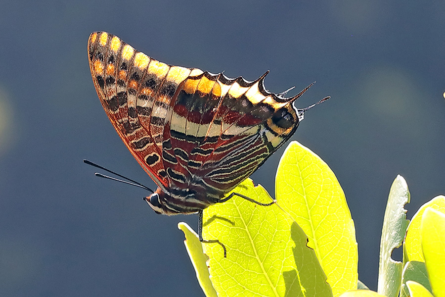 Charaxes jasus